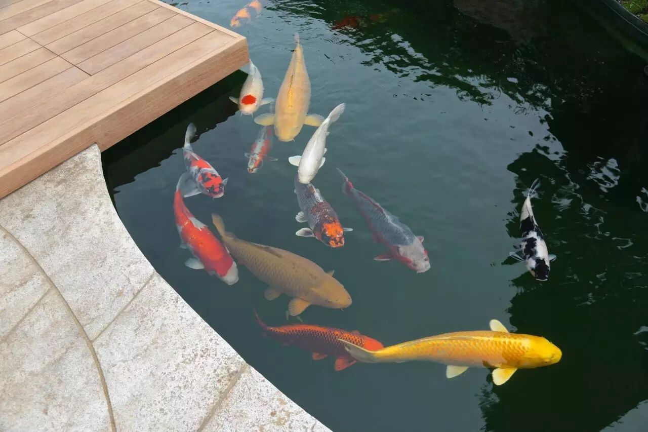 实例豪气冲天的庭院锦鲤池不服不行