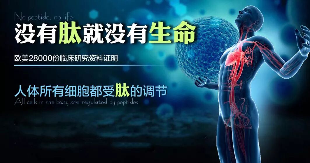 【肽知识】肽的特点及营养吸收机制