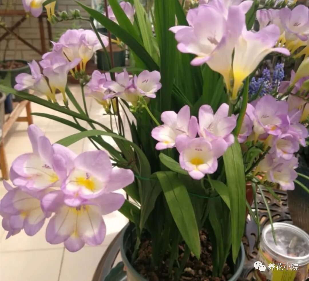 冬天想要看花 就养这6种 开花漂亮又喜庆 全网搜