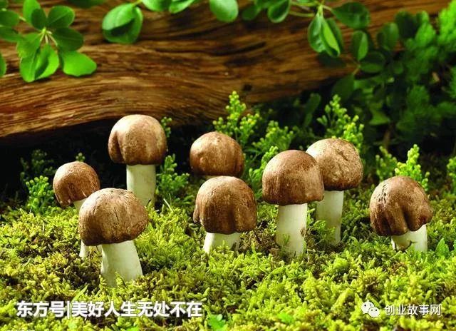 最新致富经_致富最新项目_2021致富