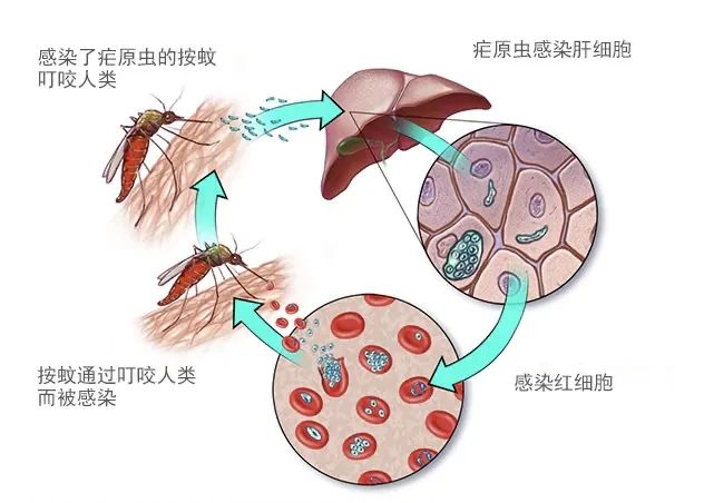 疟原虫检测的那些事