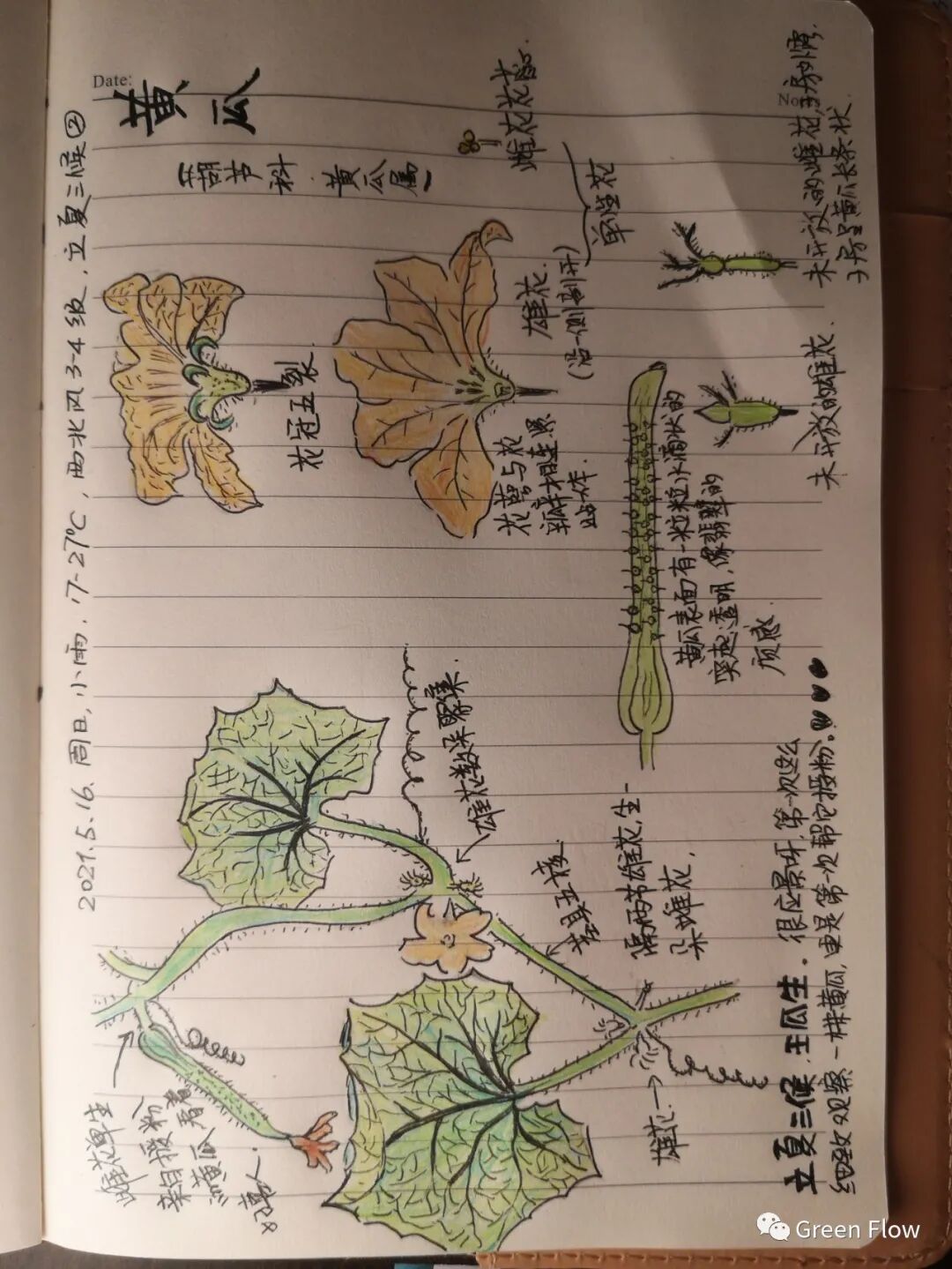 捧着日记本,拿着画笔,对着透亮的黄瓜植株,图文结合的形式记录下最近