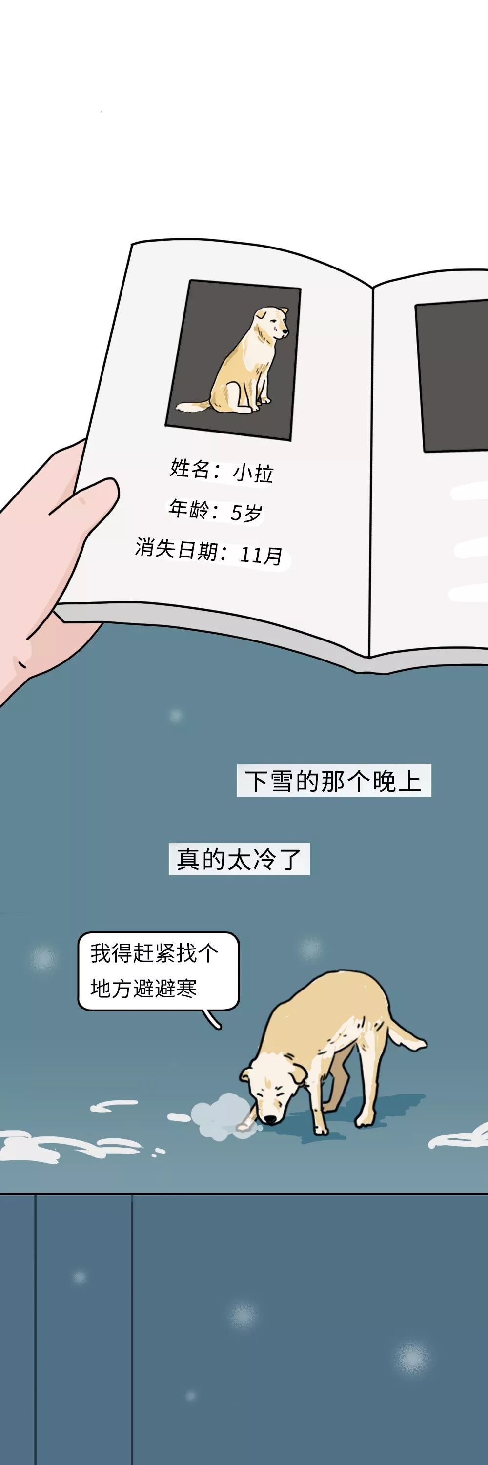 冬天的流浪狗為什麼越來越少？知道原因的我哭了...... 寵物 第6張