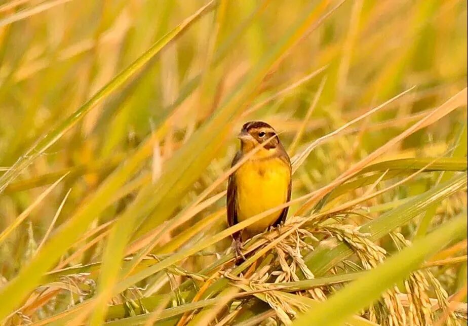 阳江世界极危物种禾花雀现身