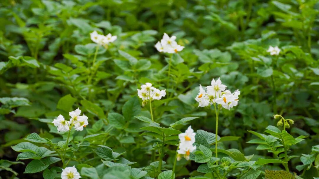"烟雨朦胧的季节,这里温润的空气和细小的雨滴,让马铃薯花晶莹剔透