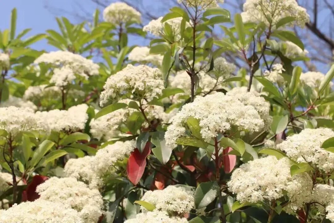 植物志no.52 | 球花石楠