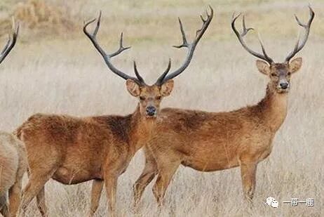 这几种鹿见过吗最后一种是世界上最大的鹿科动物 一带一鹿 微信公众号文章阅读 Wemp