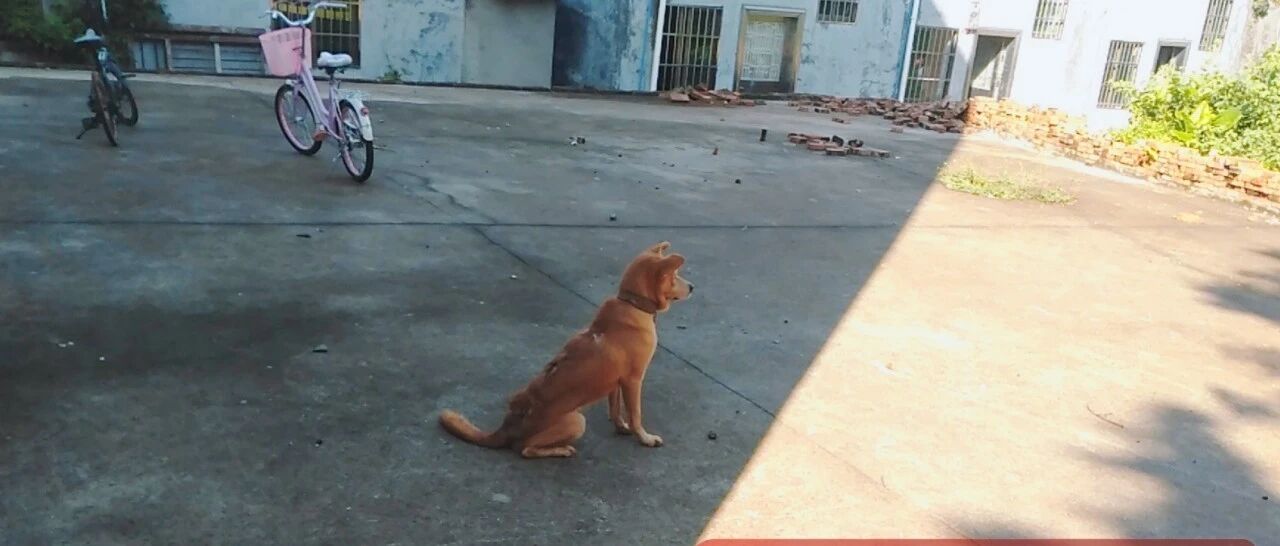 流浪狗突然发狂，海口一9岁女孩被咬伤！无奈的是…