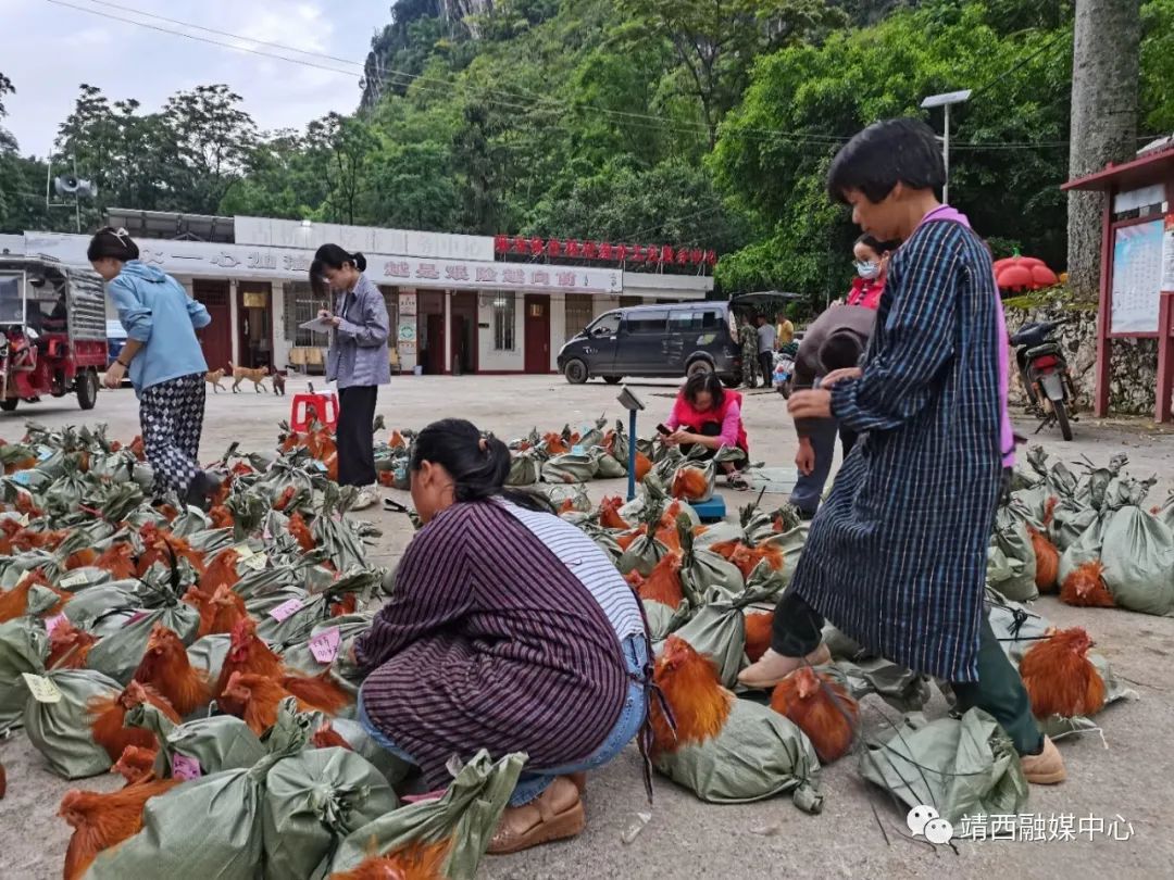 致富鸡汤_致富鸡蛋批发点_致富经鸡