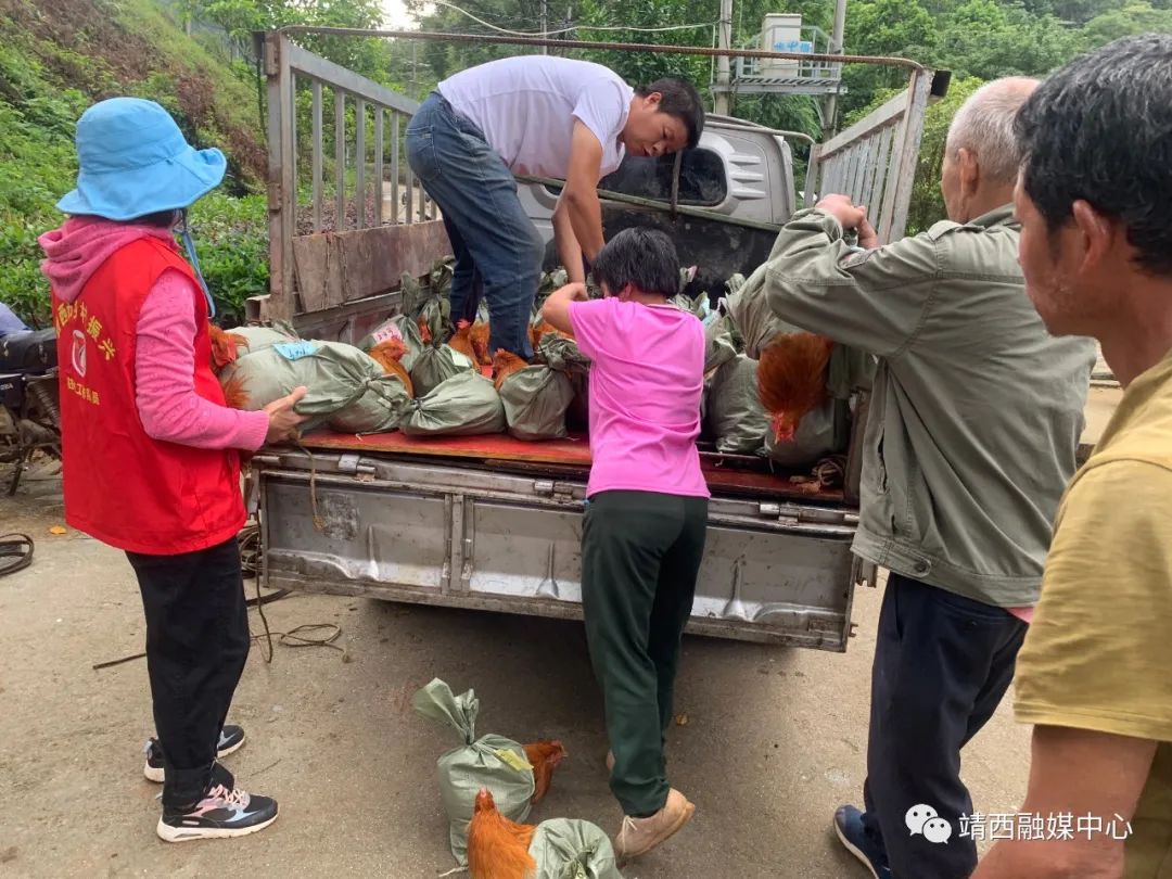 致富鸡汤_致富经鸡_致富鸡蛋批发点