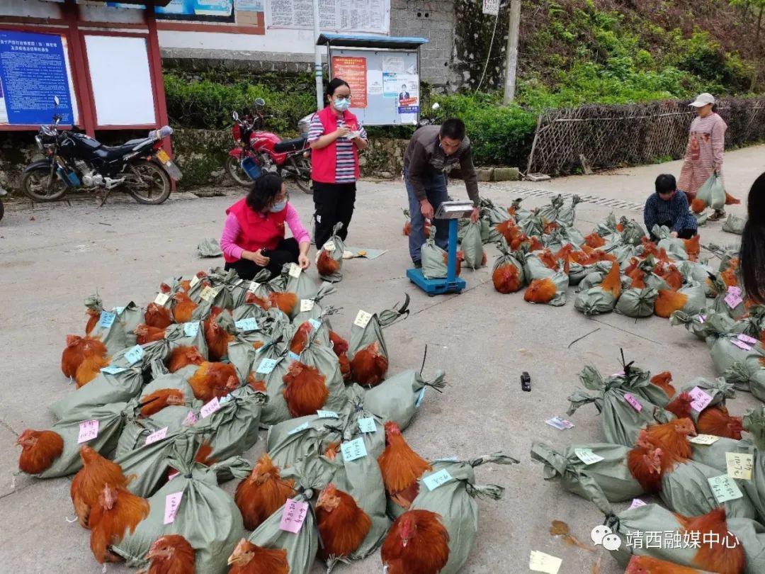 致富鸡汤_致富经鸡_致富鸡蛋批发点