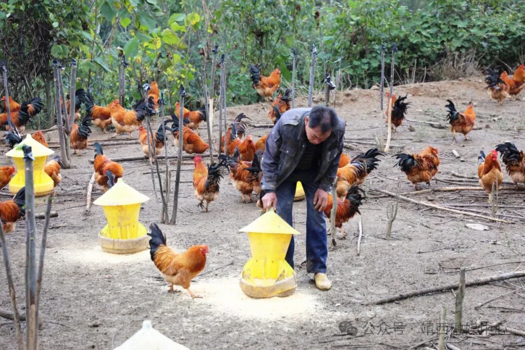 新甲香椿鸡备受青睐 - 民生新闻 - 广西百色靖西市人民政府门户网站