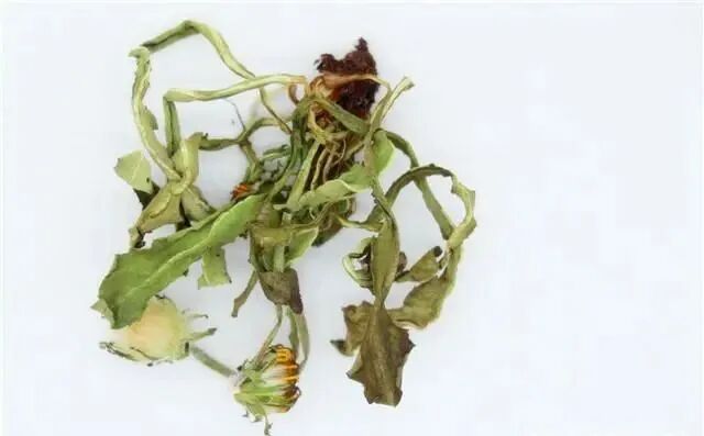 女性服用淫羊藿会怎么样？你或许真的不知道，今天来告诉各位答案