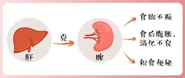 两肋胀痛,头晕目眩,肚子胀痛……原来都是肝脾不和!