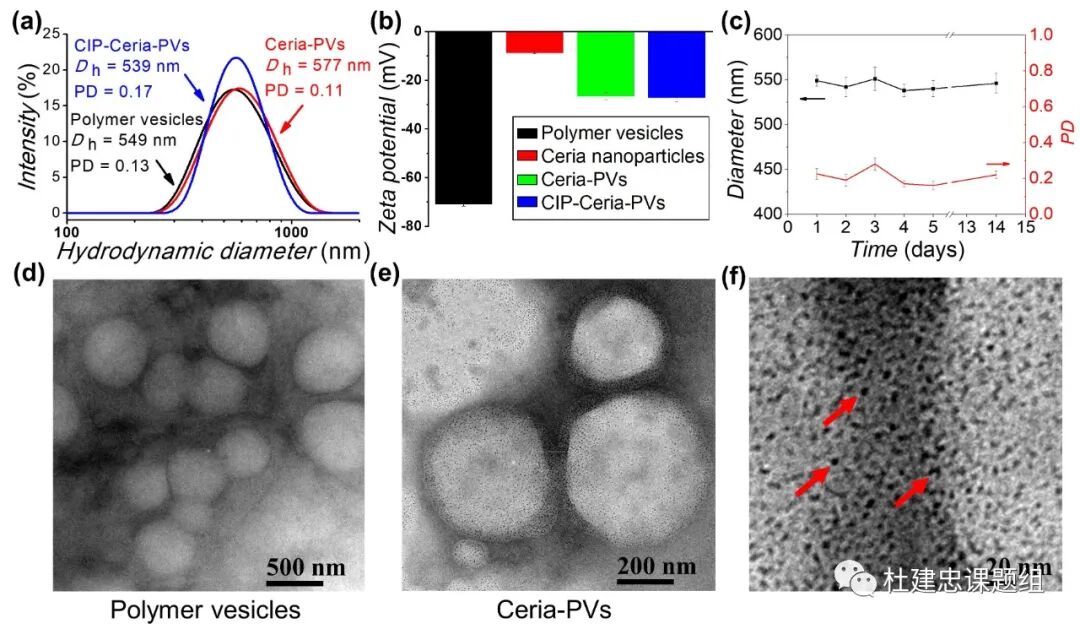 同濟杜建忠教授團隊《ACS Nano》：抗菌又祛活性氧功能的高分子囊泡，實現糖尿病潰瘍快速愈合的圖2