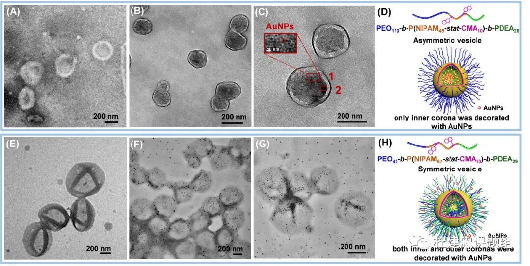 同濟(jì)大學(xué)杜建忠教授課題組Macromolecules封面論文：完全非對(duì)稱冠囊泡的圖6