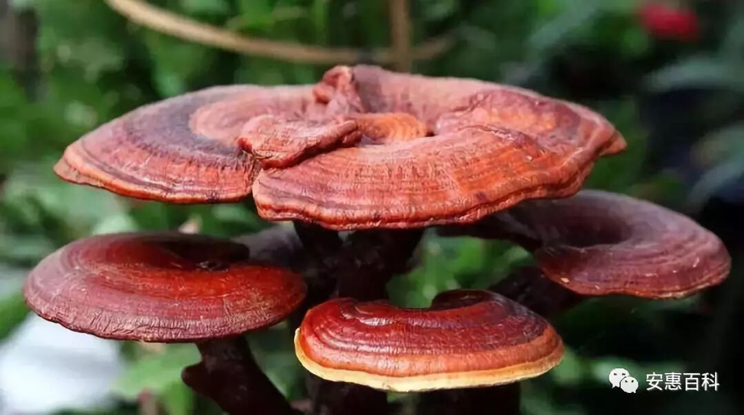 灵芝抗衰老功效. 为什么真菌多糖可调百病？