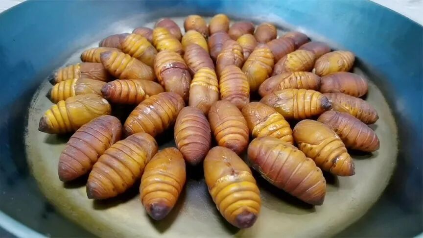 盐水煮蚕蛹煮多久_盐水煮蚕蛹_盐水煮蝉蛹煮多久