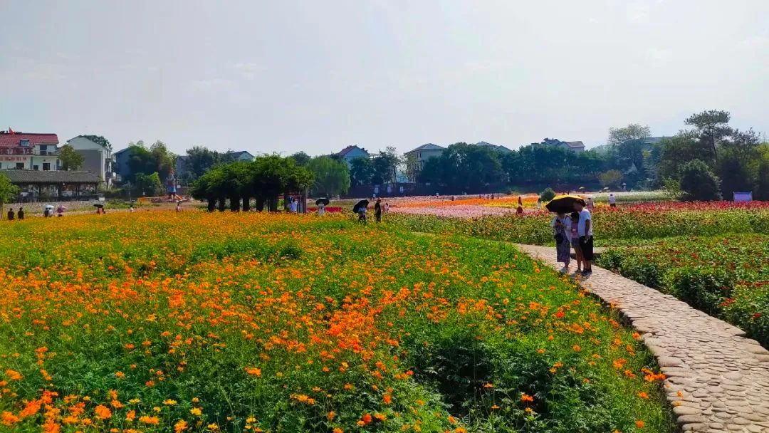 佔地三十餘畝的荊溪花海就位於此地.