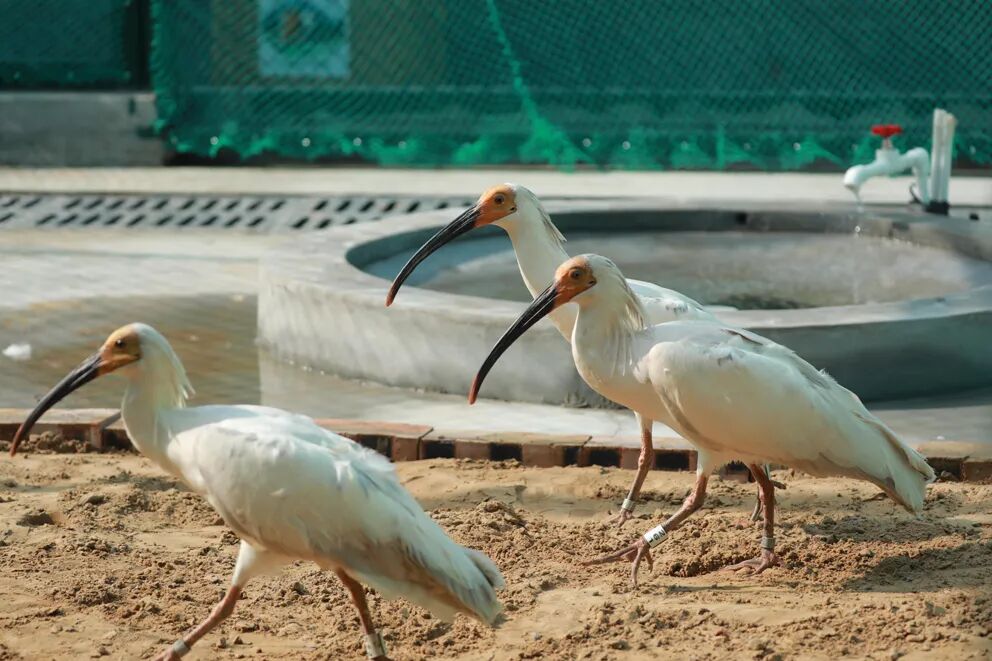 榆林引进朱鹮今年将首次进行人工繁育
