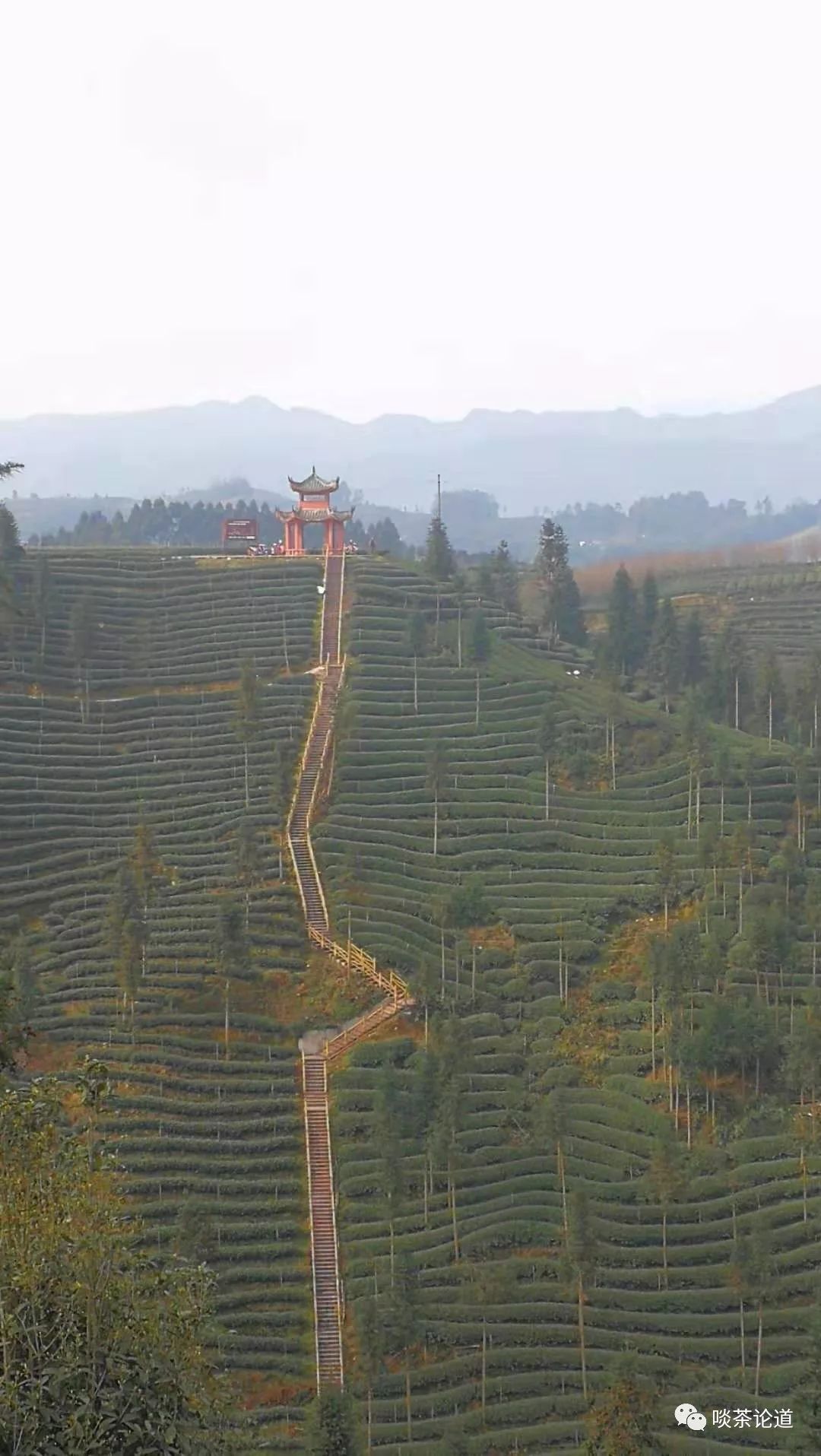 请问：高山茶一定好吗