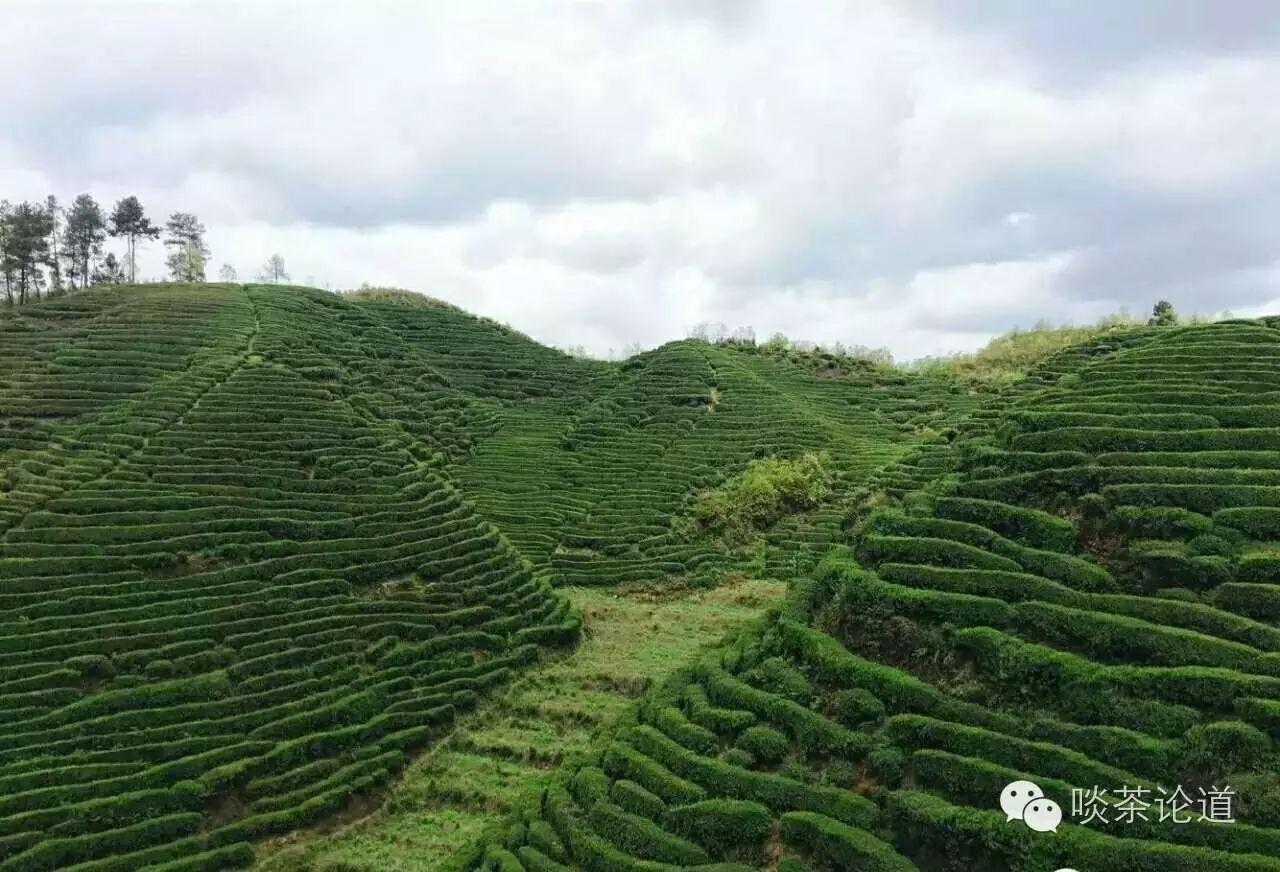 陆羽《茶经》记载"茶生思州,播州,费州,夷州…往往得之,其味极佳.