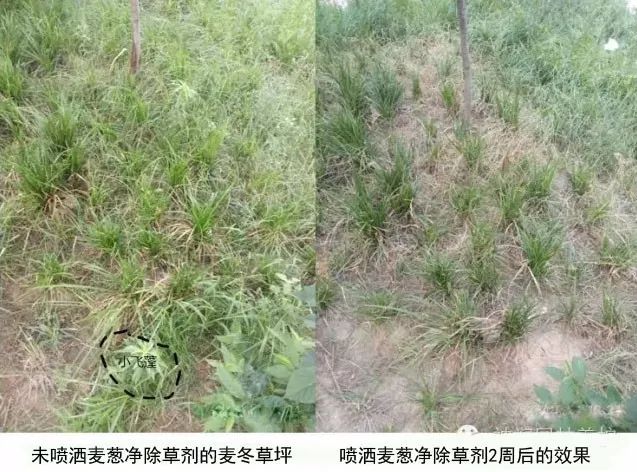 草坪除草剂_草坪除草剂大全_草坪除草剂对人有害吗