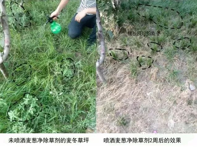 草坪除草剂大全_草坪除草剂_草坪除草剂对人有害吗