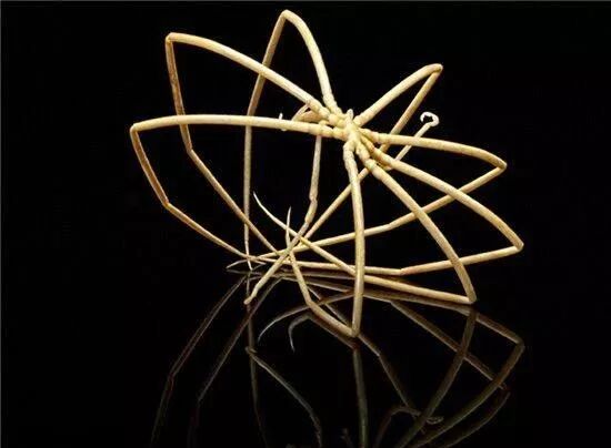 海蜘蛛 生孩子这件事 我是用腿完成的 数字北京科学中心 微信公众号文章阅读 Wemp