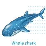 口袋科学辞典丨鲸鲨