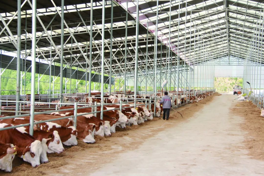 蔡官鎮王家莊村的貴州黃牛產業集團養牛場,場內現建有4個標準化牛棚