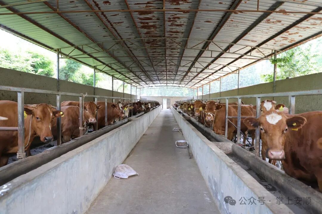 贵州志成三合牧草有限公司第一牛场"28安心养"模式,是参照按揭贷款