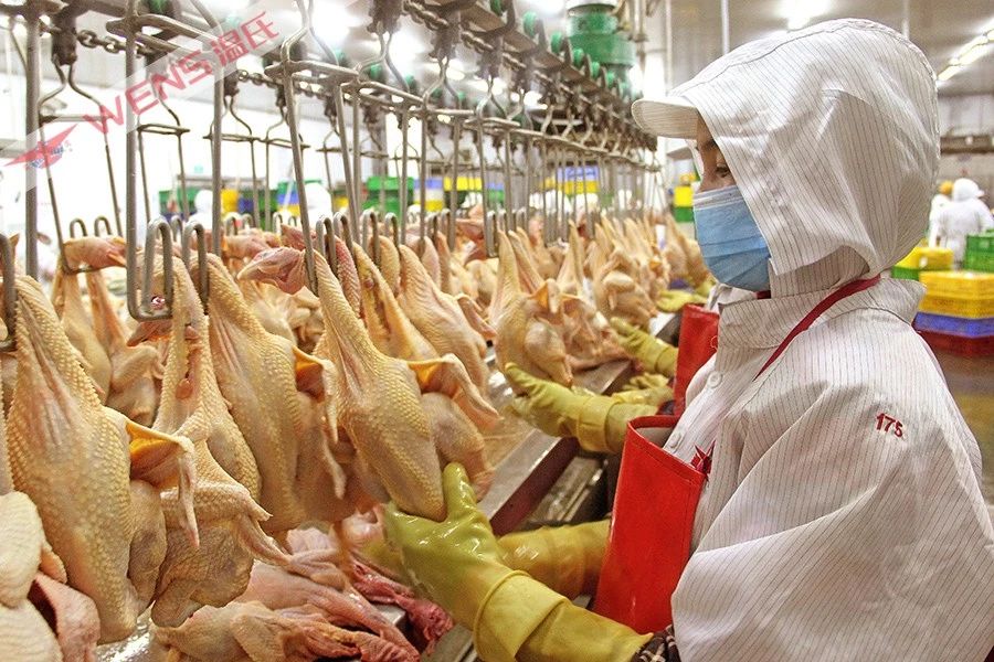 猪鸡业务稳健向好 温氏股份半年度业绩预增五成