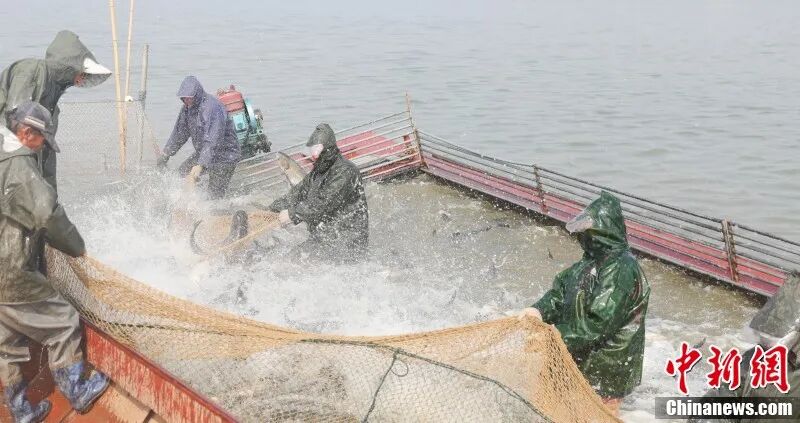 图为在位于江西省九江市八里湖新区的赛城湖，渔民正进行秋捕。八里湖新区融媒体中心供图.jpg