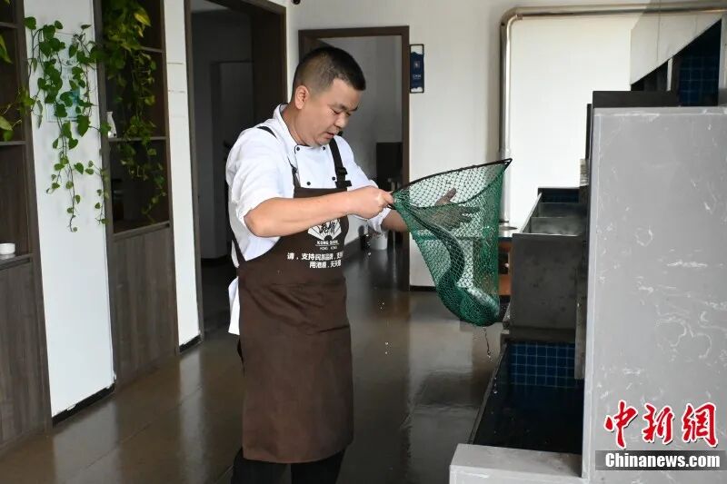 图为厨师挑选鲜鱼。 卢梦梦 摄.jpg