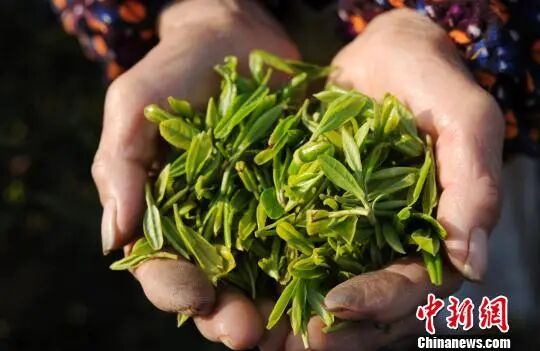 一年之中品质最好的庐山云雾茶“明前茶”开始进入市场。胡国林摄