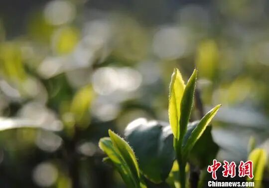 今年以来，受持续阴雨影响，庐山云雾茶产区春茶开采期较往年有所推迟。胡国林摄