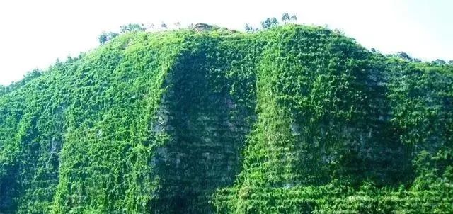 矿山复绿到底是什么?如何复绿?附10种主要复绿技术方法