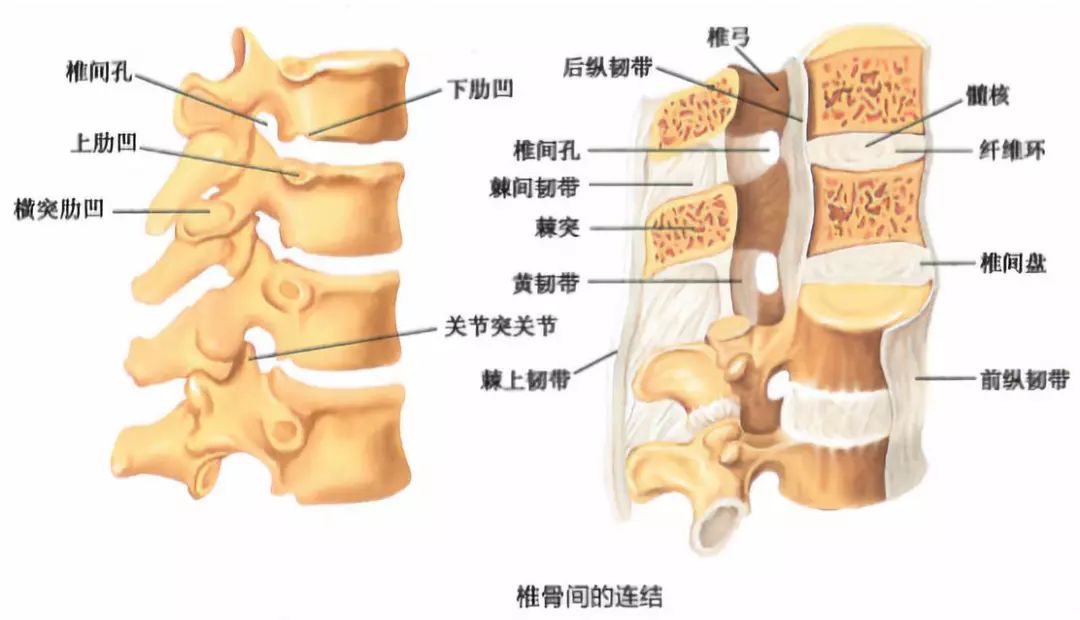 腰椎间盘突出怎么办 微创还是开刀 脊龙骨 微信公众号文章阅读 Wemp