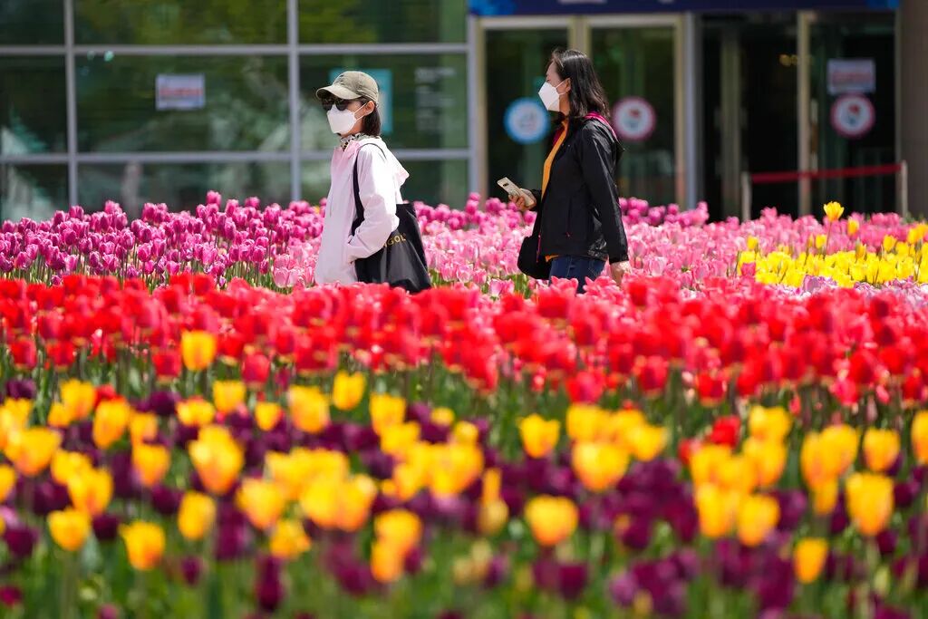 5月母亲节 纽约人都送什么花 它们分别有什么寓意 邑睿文化传媒
