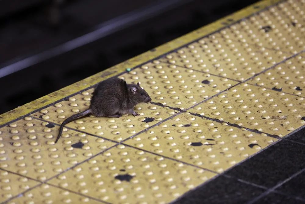 “天热，老鼠更闹”！纽约几百万只老鼠出动 鼠患12年来最严重