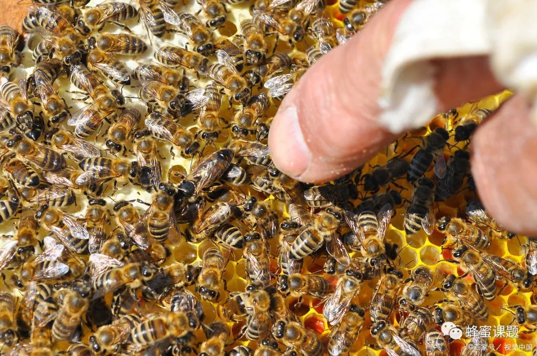 蜂群没有蜂王怎么办？原因分析和解决办法