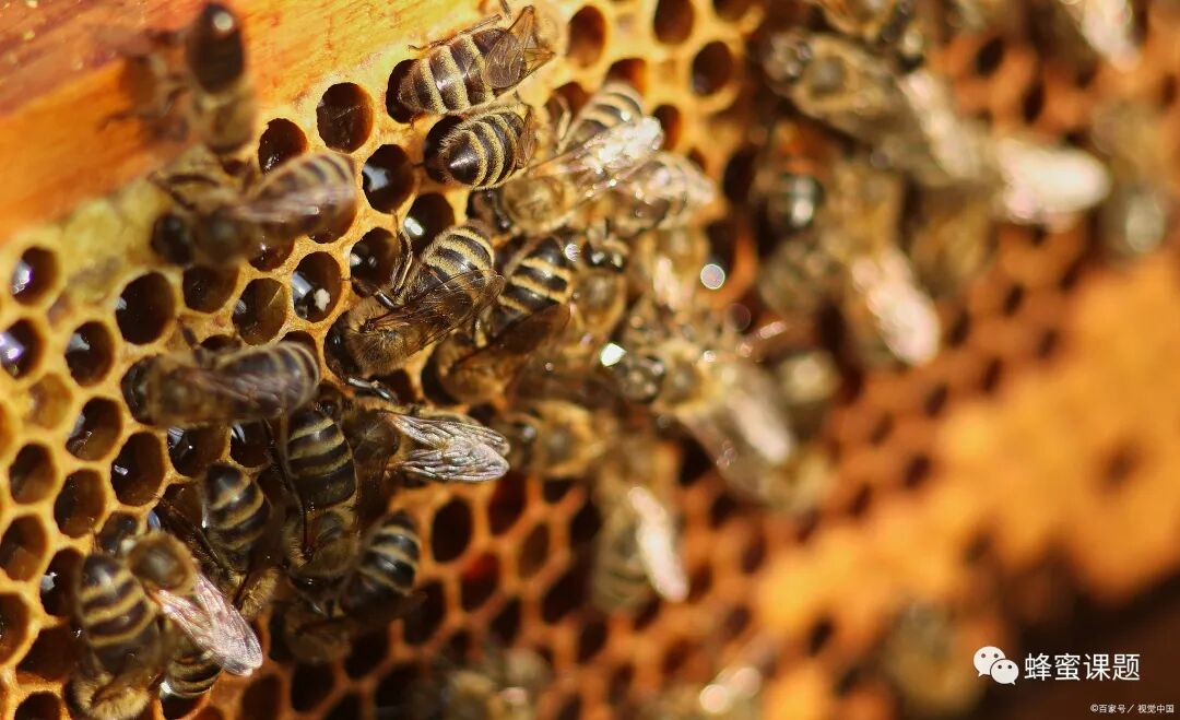 蜂群没有蜂王怎么办？原因分析和解决办法