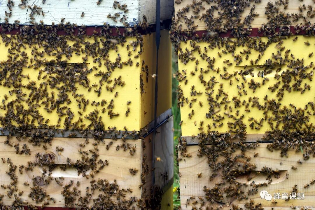 蜂群没有蜂王怎么办？原因分析和解决办法