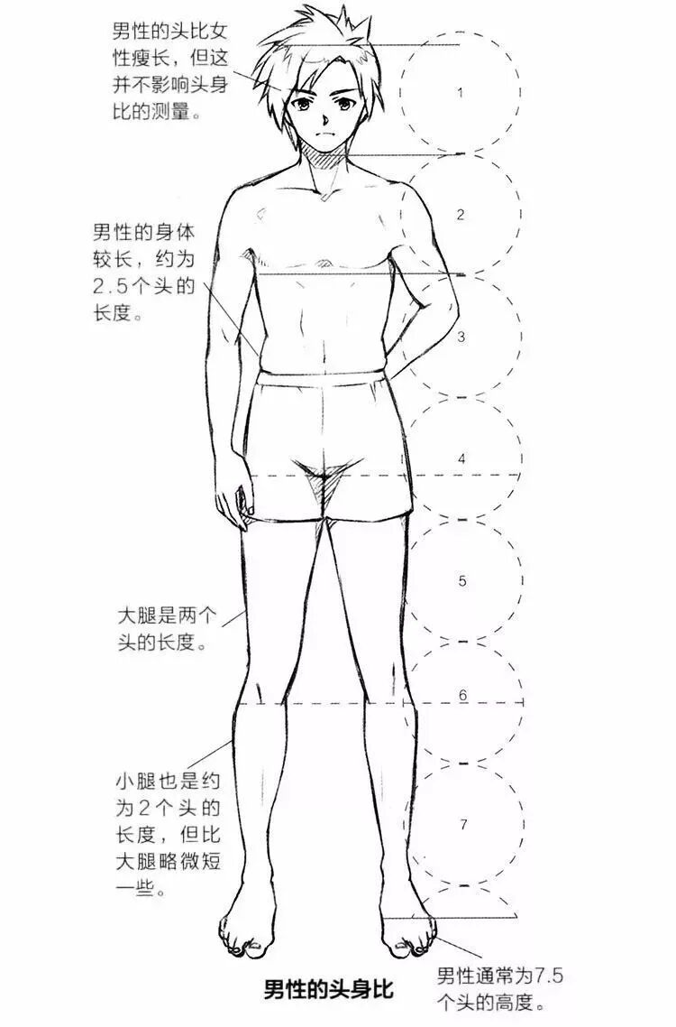 pssai转手绘教程零基础画漫画入门知识确定人体的比例头身比与肩宽比