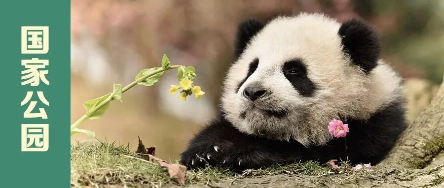 雪山、高原、雨林……五大国家公园，你最想去哪个？