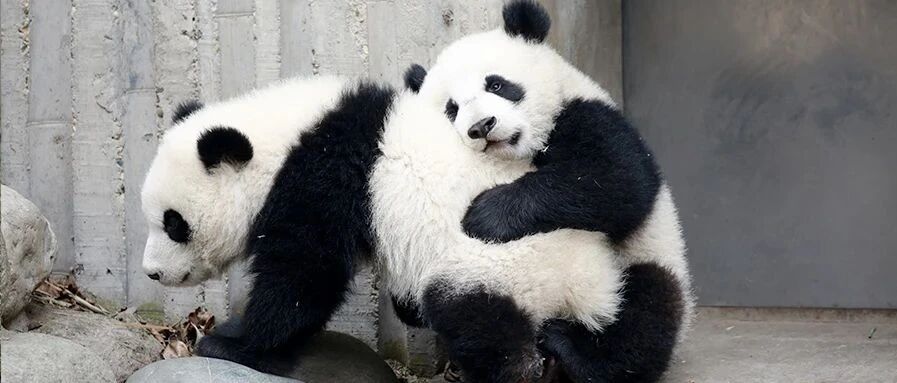 新发现！大熊猫都是复制粘贴的