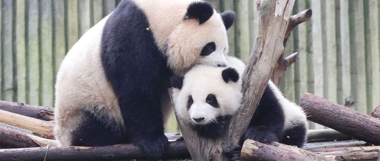 还有比抱着我更迷人的事情吗？|熊猫一刻