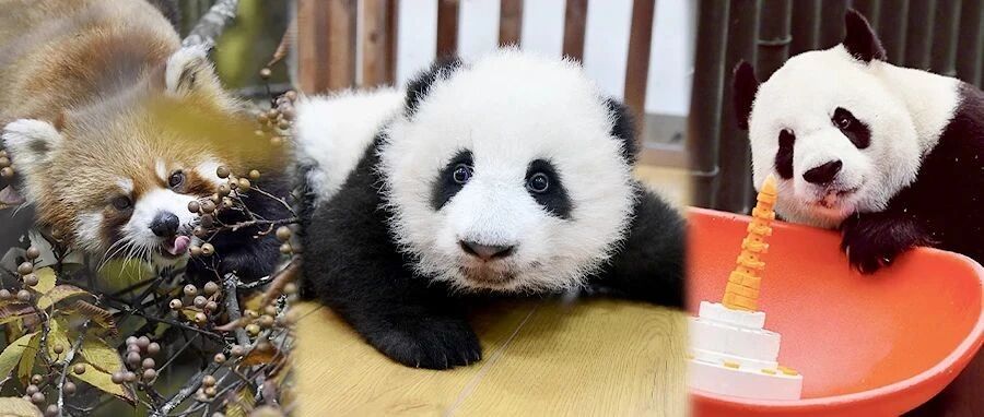 闯民宅，吃大鹅……它是不是知道自己的身份了？