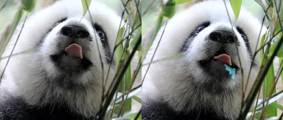 今晚大熊猫不吃竹子了！改吃……